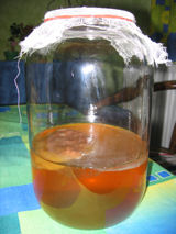kombucha